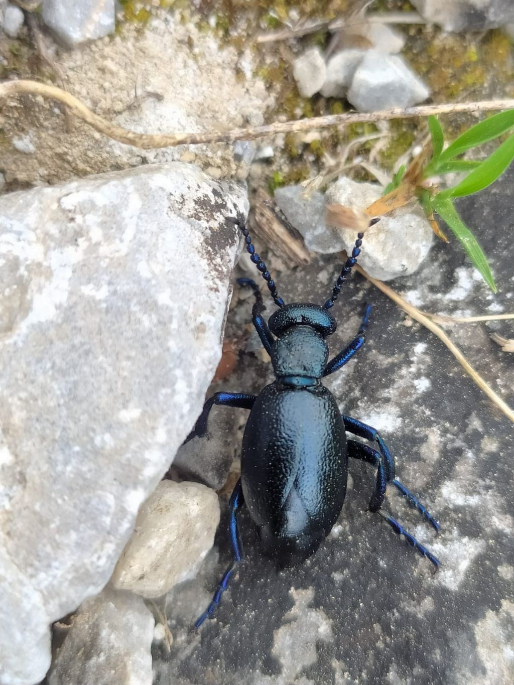 Meloidae:  Meloe proscarabaeus